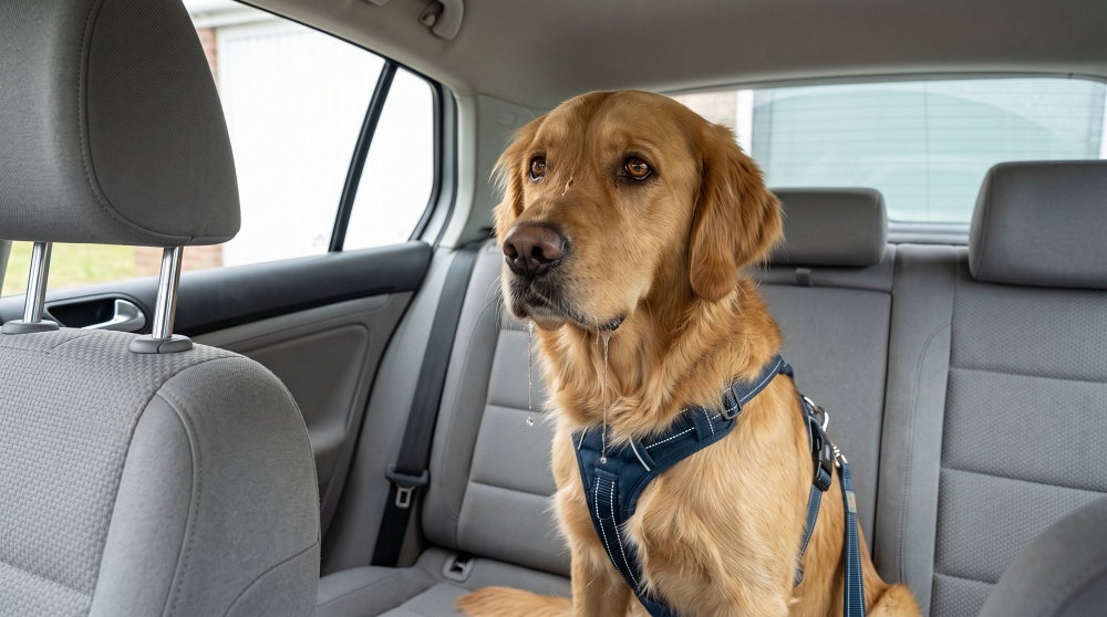 Golden Retriever drooling in car back seat