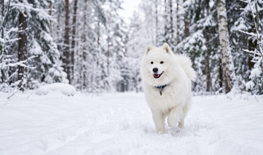 White Dog Names for Your Snowy Pup