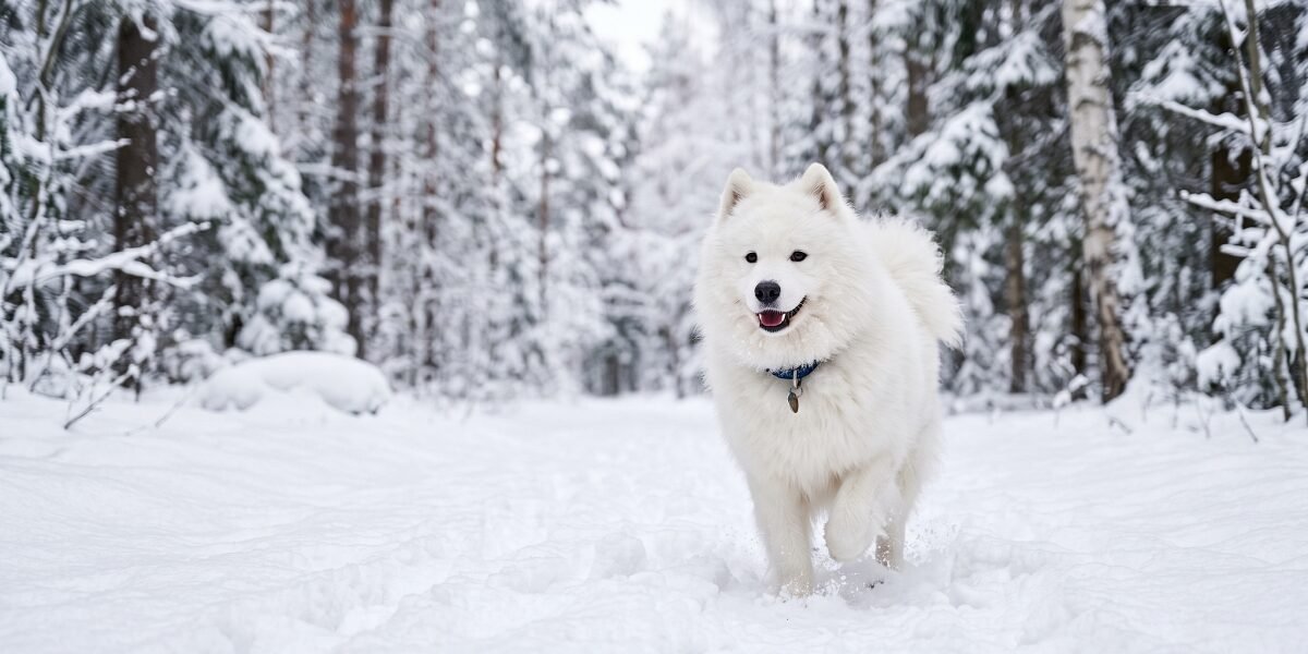 White Dog Names for Your Snowy Pup